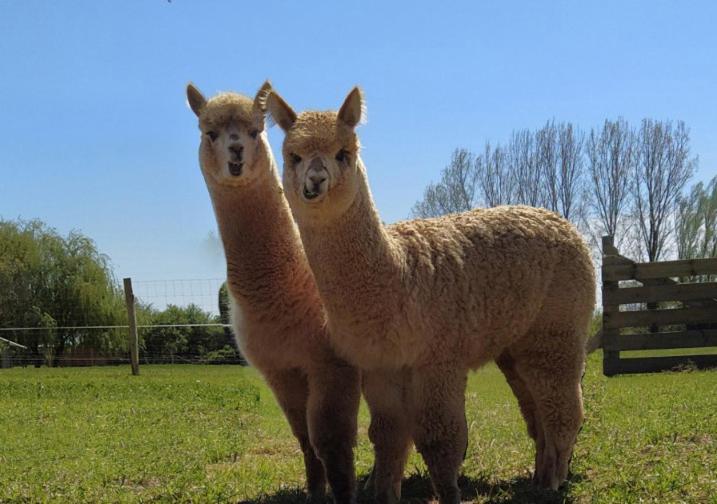 Bed and Breakfast Domaine Ramonjavel, Glamping & Alpaca'S Fongrave Экстерьер фото