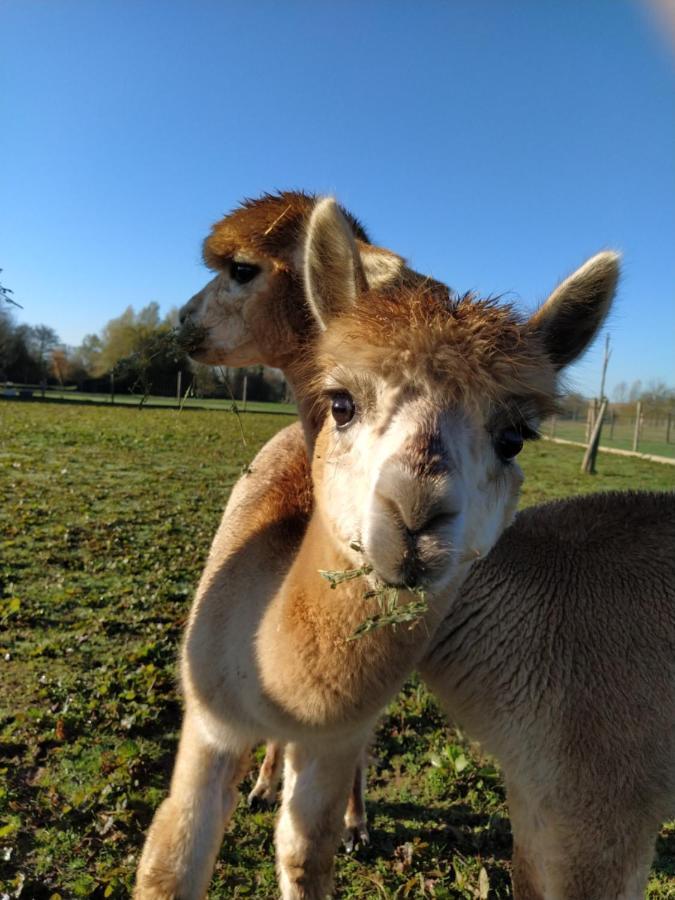 Bed and Breakfast Domaine Ramonjavel, Glamping & Alpaca'S Fongrave Экстерьер фото